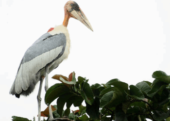 Picture of the day: Greater adjutant