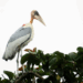 Picture of the day: Greater adjutant