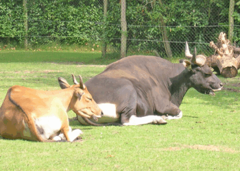 The Banteng: Cambodia’s Wild Cattle of the Forests