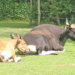 The Banteng: Cambodia’s Wild Cattle of the Forests