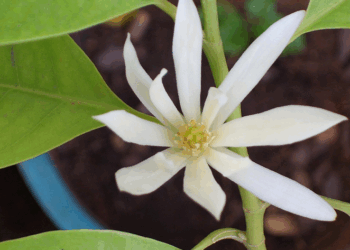 Cambodian Song: Champa Battambang: The Magnolia of Battambang