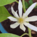 Cambodian Song: Champa Battambang: The Magnolia of Battambang