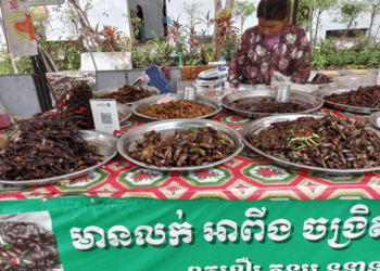 Picture of the day: Insects for food