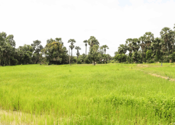 Cambodian Rice: The Heart and Soul of a Nation