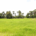 Cambodian Rice: The Heart and Soul of a Nation
