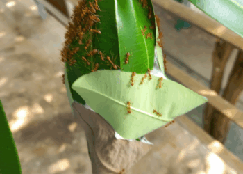 Entrusting Sugar to Ants: A Khmer Proverb on Trust and Temptation