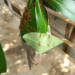 Entrusting Sugar to Ants: A Khmer Proverb on Trust and Temptation