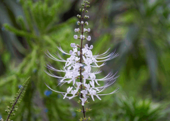 Picture of the day: Cat’s whiskers
