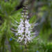 Picture of the day: Cat’s whiskers