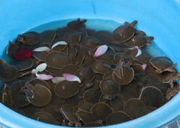 The Return of the Giant: Saving Cambodia’s Asian Softshell Turtle