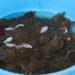 The Return of the Giant: Saving Cambodia’s Asian Softshell Turtle