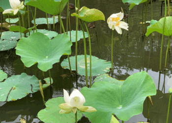 Picture of the day: White lotus