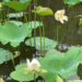 Picture of the day: White lotus