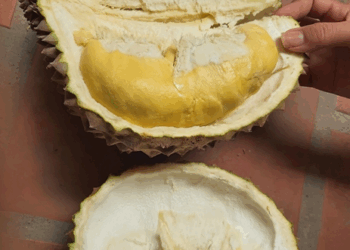 Picture of the day: Cambodian Durian – King of Fruits