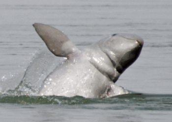 Picture of the day: Mekong’s Last Irrawaddy Dolphins