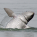 Picture of the day: Mekong’s Last Irrawaddy Dolphins