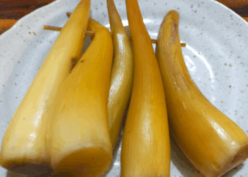 Picture of the day: Palmyra palm shoots