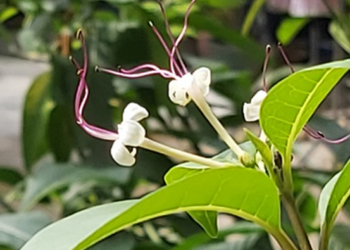 Picture of the day: Clerodendrum inerme: A Coastal Evergreen Beauty