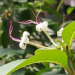 Picture of the day: Clerodendrum inerme: A Coastal Evergreen Beauty