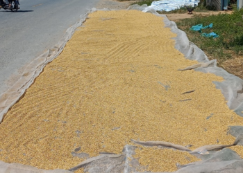 Picture of the day: Golden Grains on the Roadside
