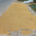 Picture of the day: Golden Grains on the Roadside