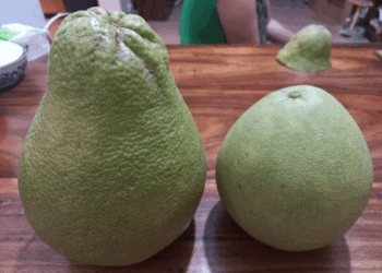 Picture of the day: Kratie Pomelo: Cambodia’s Giant Citrus Treasure