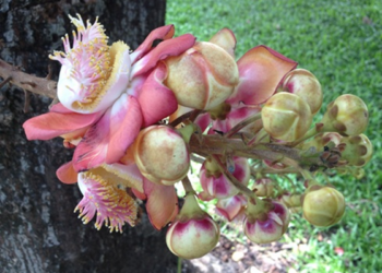 Picture of the day: Flowers of the cannonball tree