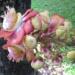 Picture of the day: Flowers of the cannonball tree