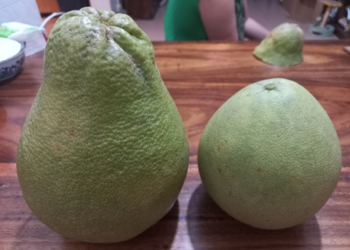 Flora: Pomelo from Koh Trong