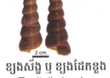 Fauna: Turritella terebra in Cambodia’s Coastal Ecosystems