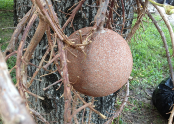 Picture of the day: Fruit of the cannonball tree