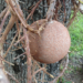 Picture of the day: Fruit of the cannonball tree