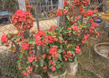Picture of the day: Crown of Thorns in Kampong Thom’s Countryside