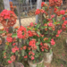 Picture of the day: Crown of Thorns in Kampong Thom’s Countryside