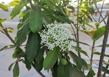 Picture of the day: Ixora finlaysoniana in Cambodia