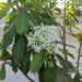 Picture of the day: Ixora finlaysoniana in Cambodia