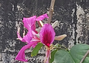Picture of the day: Orchid Tree Bloom on Bokor Plateau