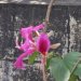 Picture of the day: Orchid Tree Bloom on Bokor Plateau