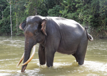 The Asian Elephant in Cambodia: Guardian of the Forest and Symbol of Gentle Strength