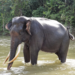 The Asian Elephant in Cambodia: Guardian of the Forest and Symbol of Gentle Strength
