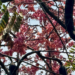 Picture of the day: Pink Shower Tree in Cambodia