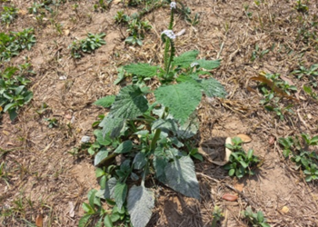 Picture of the day: Heliotropium indicum in a Cambodian Field