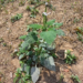 Picture of the day: Heliotropium indicum in a Cambodian Field