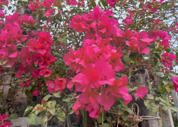Picture of the day: Bougainvillea Beauty in Cambodia: Vibrant Paper Flowers in Bloom