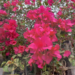 Picture of the day: Bougainvillea Beauty in Cambodia: Vibrant Paper Flowers in Bloom