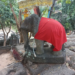 Prasat Damrei at Preah Khan Kampong Svay: The Elephant Pyramid in the Jungle