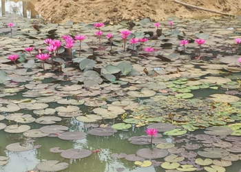 Picture of the day: Countryside Water Lily Pond in Kampong Thom
