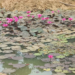 Picture of the day: Countryside Water Lily Pond in Kampong Thom