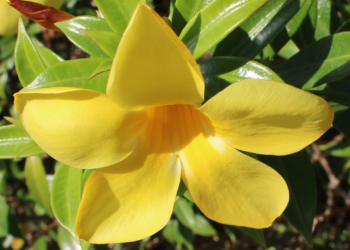 Picture of the day: Golden Trumpet Bloom in Cambodia’s Tropical Light