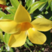 Picture of the day: Golden Trumpet Bloom in Cambodia’s Tropical Light